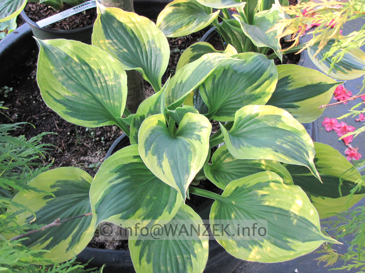 Hosta Hybride Twilight 004.JPG